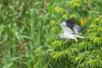 Black-winged kite, Elanus caeruleus, raptor, bird of prey, predator, wings, taiwan, asia, animal, background, beak, beautiful, bird, birds, fauna, feather, field, flight, fly, freedom, grass, green, n