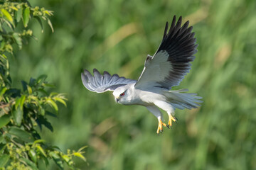 Black-winged kite in flight on a green background