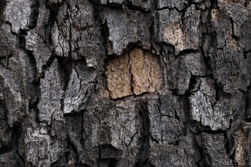 Texture of tree bark as background, closeup
