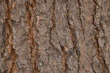 Texture of tree bark as background, closeup
