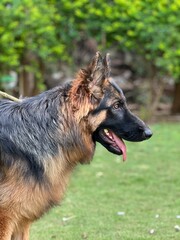 German Shepherd
