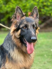 German Shepherd Dog 