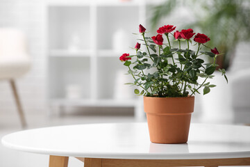 Obraz premium Beautiful red rose in pot on round coffee table in living room. Closeup