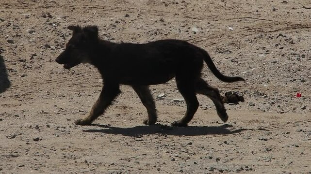 Tramp mexican dog puppy in slow motion crossing the road