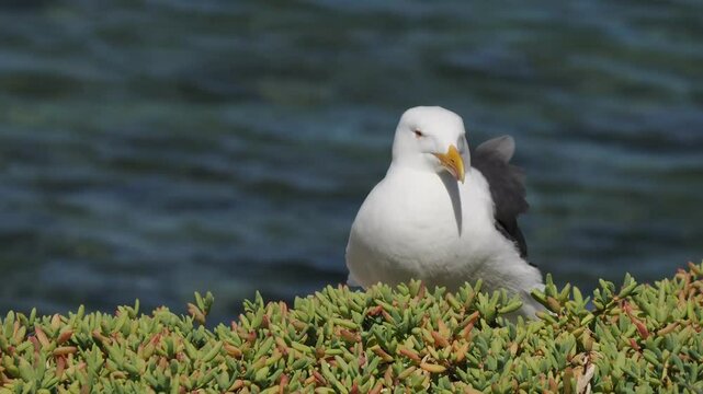 A seagull in cerralvo island baja california sur mexico