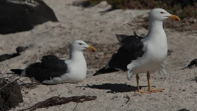 A seagull in cerralvo island baja california sur mexico