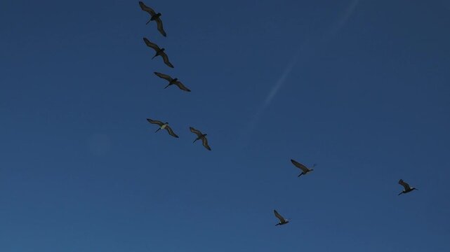 Pelicans flying in cerralvo island baja california sur mexico