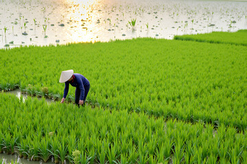 A farmer in a conical hat tends to lush green rice fields at sunset, surrounded by water and lotus plants, showcasing agricultural life and dedication