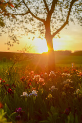 The field of irises at sunset