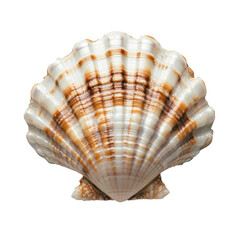 Obraz premium White and Brown Scallop Shell on White PNG 