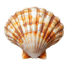 Fototapeta premium Dark brown striped scallop shell isolated PNG 