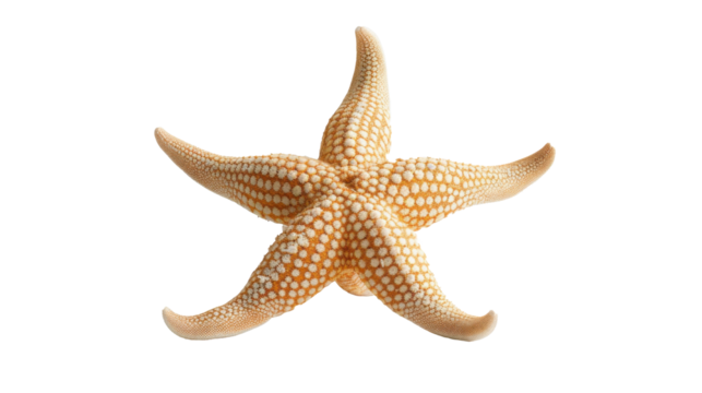 Pale Orange Sea Star Isolated on White PNG
 - Powered by Adobe