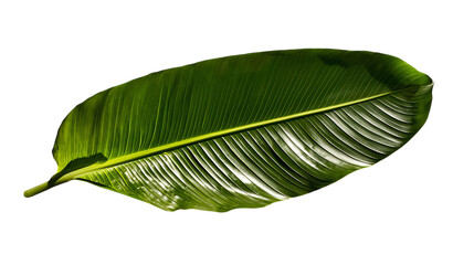Fototapeta premium Png of Large, vibrant green leaf showcasing intricate veins and a glossy surface on transparent background.