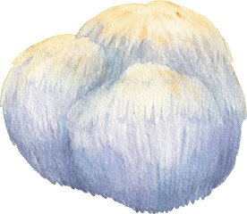 Realistic watercolor Lion's Mane mushroom isolated on a white background © Ekaterina Glazkova