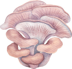 Realistic watercolor Oyster mushroom isolated on a white background