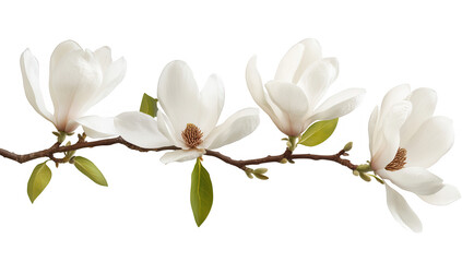Obraz premium branch of white magnolia flowers gracefully displayed against a white background highlighting their beauty and elegance. sense of tranquility and appreciation for nature