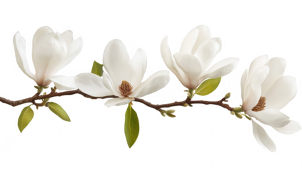 branch of white magnolia flowers gracefully displayed against a white background highlighting their beauty and elegance. sense of tranquility and appreciation for nature