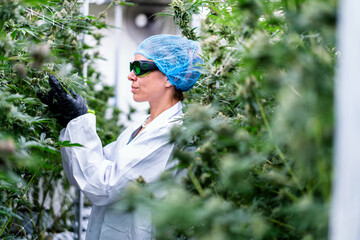 A dedicated worker inspects thriving cannabis plants in a controlled setting for quality.