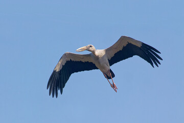 Silberklaffschnabel fliegt am Himmel
