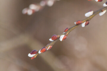 Beautiful brown long slender branches of open willow with fluffy white buds in early spring in the park on the eve of the church Christian holiday of holy light Easter.