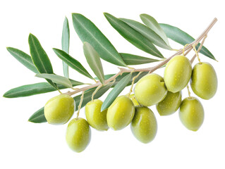 Isolated Olive Branch