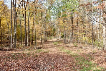 The empty trail in the autumn forest on a sunny day.