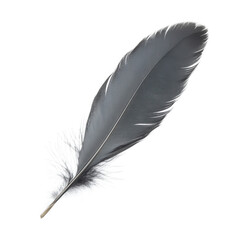 Fototapeta premium a single black feather displayed against a white background showcasing its delicate structure and fine details. for artistic educational or decorative purposes
