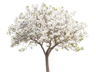 Isolated Dogwood Tree