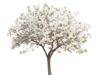 Isolated Dogwood Tree