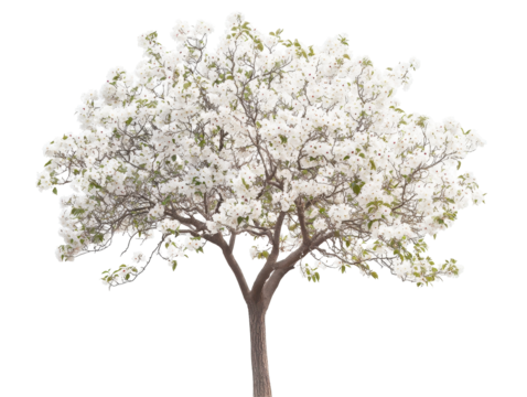 Isolated Dogwood Tree