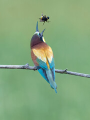 European bee-eater