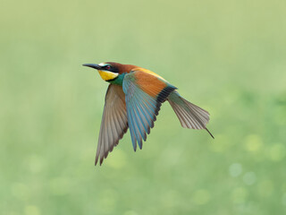 European bee-eater