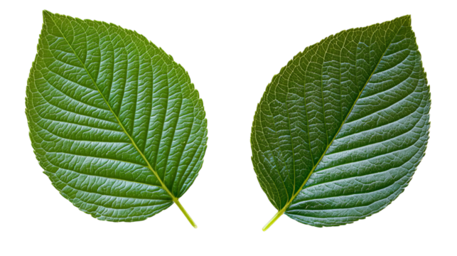 Png of Close-up of two lush green leaves showcasing intricate vein patterns and vibrant textures on transparent background.