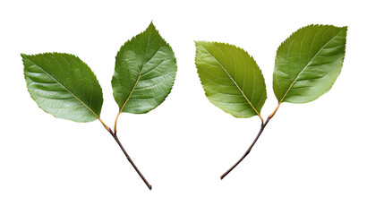 Fototapeta premium Png of Two vibrant green leaves showcasing varying textures and shades on transparent background.