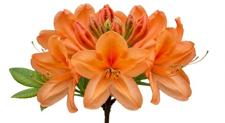 Fototapeta premium Vibrant Orange Azalea Blossom Cluster Close up Spring Flower Photography