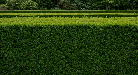 Lush Green Hedge Dense Foliage Garden Wall Nature Background Greenery Texture Outdoor Landscaping