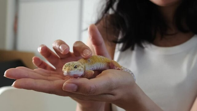 A gecko rests peacefully in a woman s hands as she gently pets it. This image highlights the bond between humans and exotic pets, promoting care and affection.