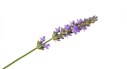 Obraz premium Single Lavender Sprig Purple Flowers Isolated on White Background Botanical Floral Detail