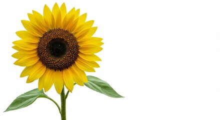Obraz premium Vibrant Single Sunflower Blossom Isolated on White Background for Design