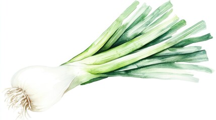 Watercolor Painting of Fresh Spring Onions
