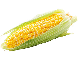 Isolated ear of corn