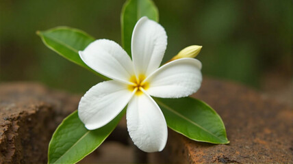 white frangipani flower