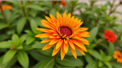 orange and yellow flower
