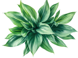Isolated Green Foliage