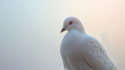 Fototapeta premium A beautiful white dove with a soft, peaceful expression in its eyes. The dove is perched on a branch in front of a hazy blue sky.