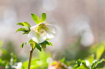 光るクリスマスローズ