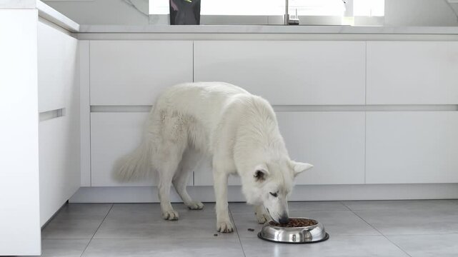 White Swiss Shepherd dog eating dry food from a metal bowl in a modern white kitchen. Food delivery for happy domestic animals. Pet shop. Animal feed. Correct nutrition for dogs. 4k footage