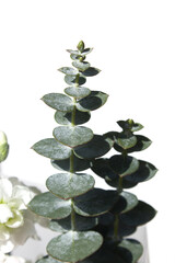 Eucalyptus leaves on a white background	