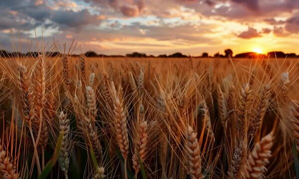 Wheat field affected by orange-brown fungal rust disease