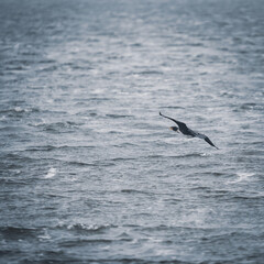 tief fliegender Kormoran über einem See